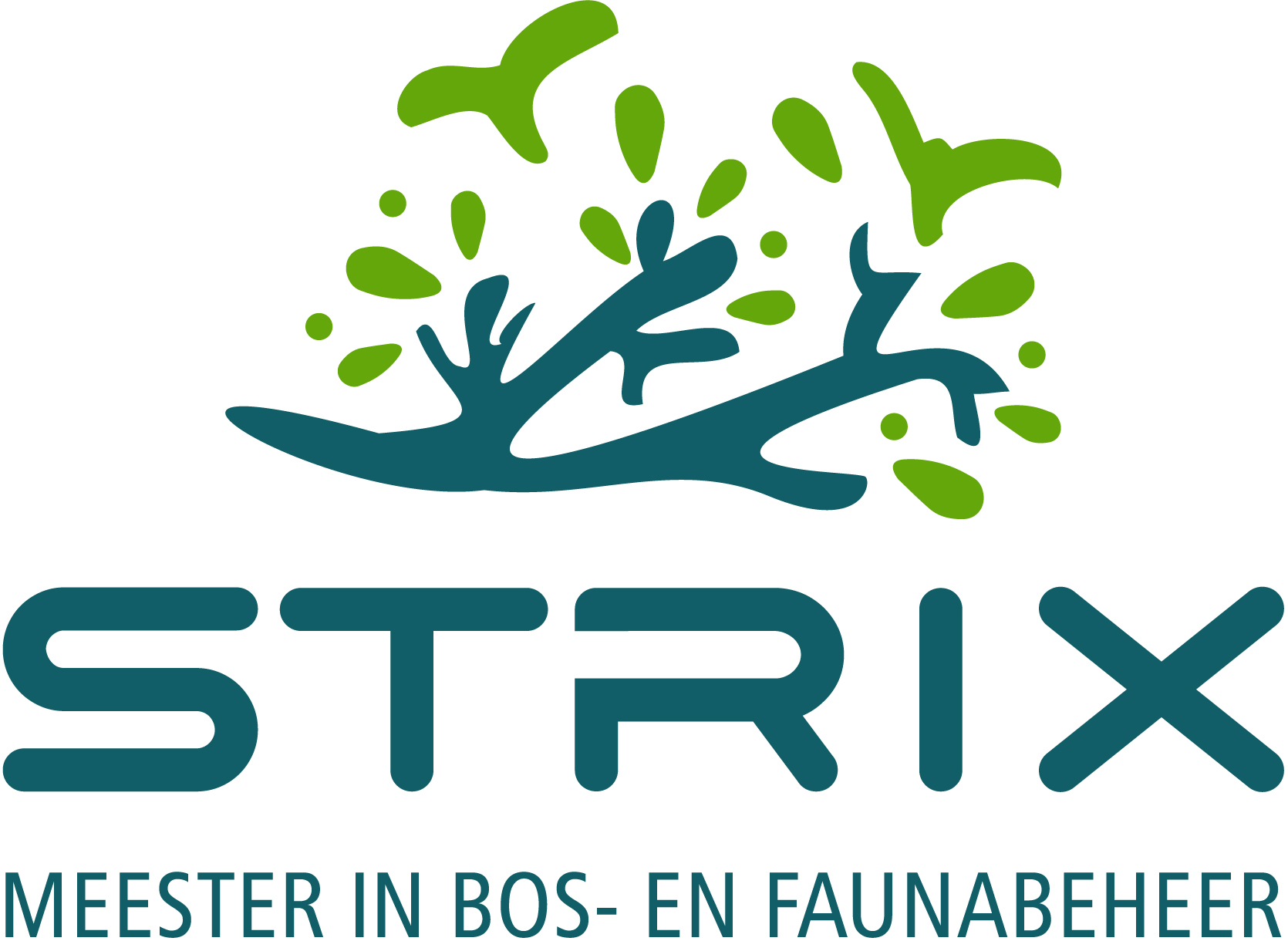 Strix Edu